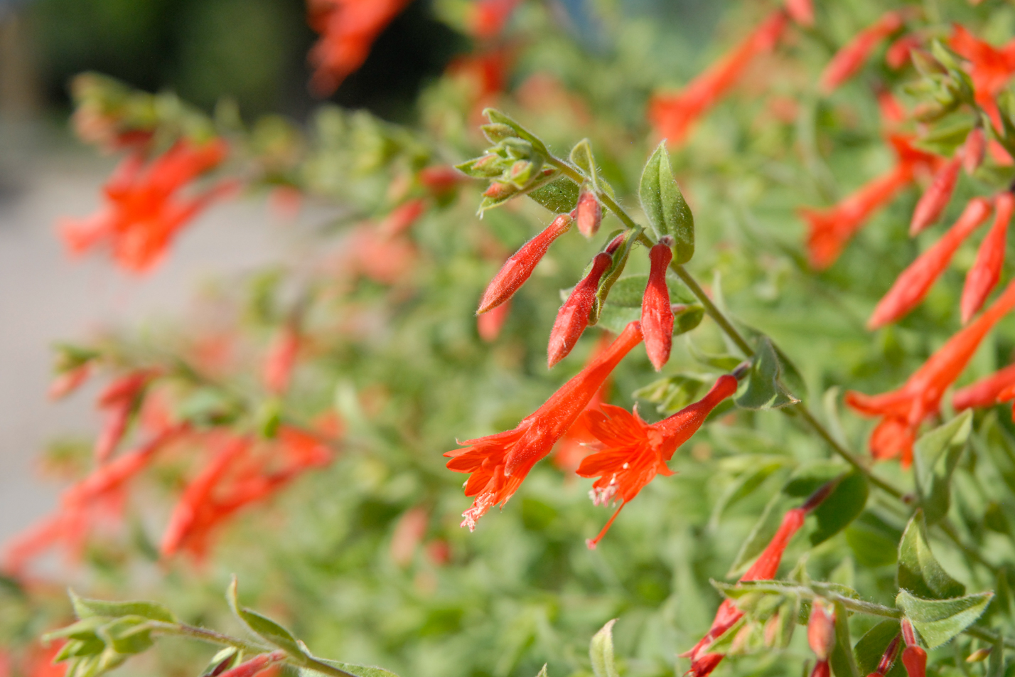 Orange Carpet Hummingbird Trumpet